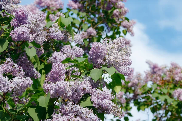 Bel Arbre Lilas Dans Jardin Sur Fond Ciel Bleu — Photo