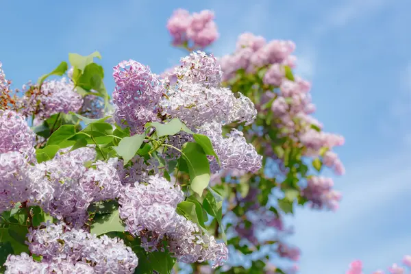 Hermoso Árbol Lila Jardín Sobre Fondo Azul Cielo — Foto de Stock