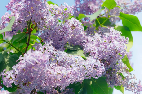 Hermoso Árbol Lila Jardín Sobre Fondo Azul Cielo — Foto de Stock