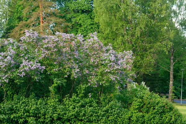 Belles Fleurs Lilas Fleurissent Dans Jardin — Photo