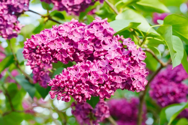 Hermosas Flores Lila Púrpura Que Florecen Jardín — Foto de Stock