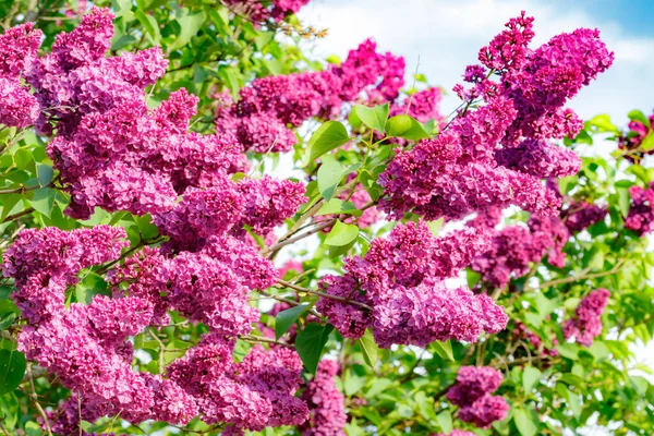 Hermosas Flores Lila Púrpura Que Florecen Jardín — Foto de Stock