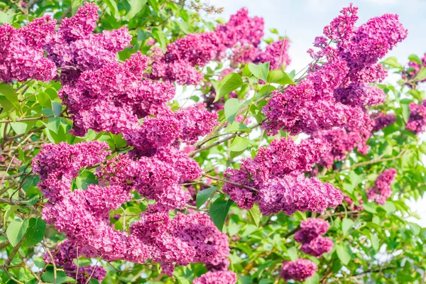 Hermosas Flores Lila Púrpura Que Florecen Jardín — Foto de Stock