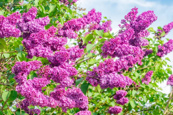 Hermosas Flores Lila Púrpura Que Florecen Jardín — Foto de Stock