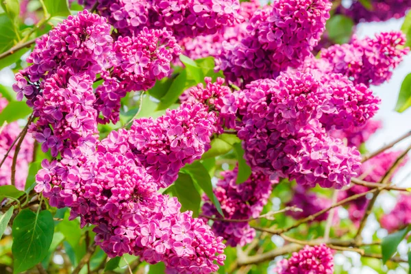 Vackra Lila Blommor Blommar Trädgården — Stockfoto