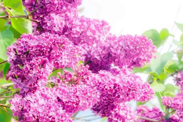 Hermosas Flores Lila Púrpura Que Florecen Jardín — Foto de Stock