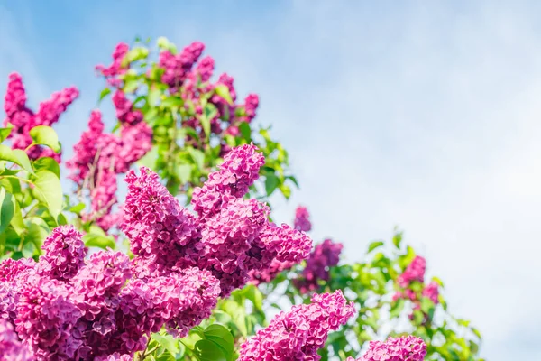 Piękne Fioletowe Kwiaty Lilii Kwitnące Ogrodzie — Zdjęcie stockowe