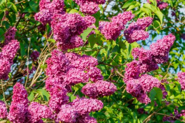 Bahçede açan güzel leylak çiçekleri