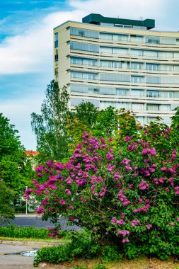 Güzel eflatun çiçekler açıyor şehirde
