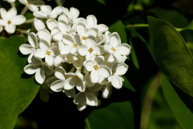 Bahçede açan güzel leylak beyazı çiçekler.