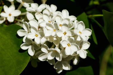 Bahçede açan güzel leylak beyazı çiçekler.