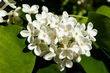 Bahçede açan güzel leylak beyazı çiçekler.