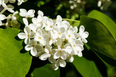 Bahçede açan güzel leylak beyazı çiçekler.