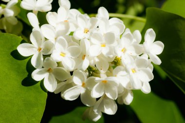 Bahçede açan güzel leylak beyazı çiçekler.