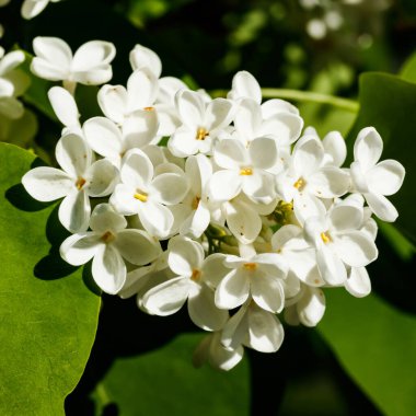 Bahçede açan güzel leylak beyazı çiçekler.