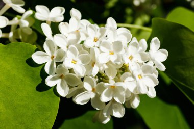 Bahçede açan güzel leylak beyazı çiçekler.