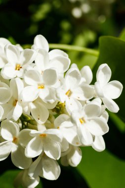 Bahçede açan güzel leylak beyazı çiçekler.