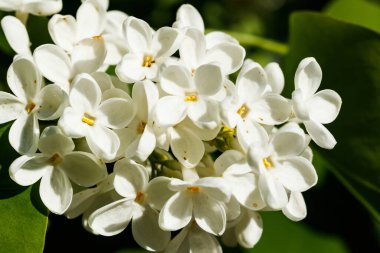 Bahçede açan güzel leylak beyazı çiçekler.