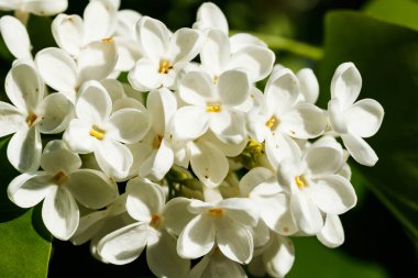 Bahçede açan güzel leylak beyazı çiçekler.