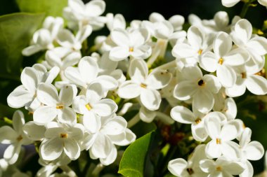 Bahçede açan güzel leylak beyazı çiçekler.