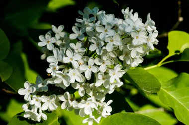 Bahçede açan güzel leylak beyazı çiçekler.