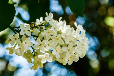 Bahçede açan güzel leylak beyazı çiçekler.