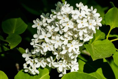 Bahçede açan güzel leylak beyazı çiçekler.