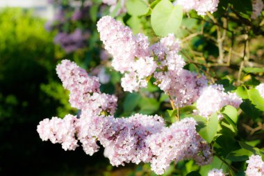 Bahçede açan güzel leylak pembe çiçekler.