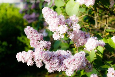 Bahçede açan güzel leylak pembe çiçekler.