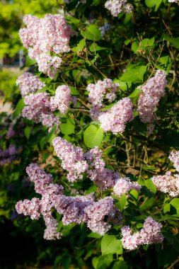 Bahçede açan güzel leylak pembe çiçekler.