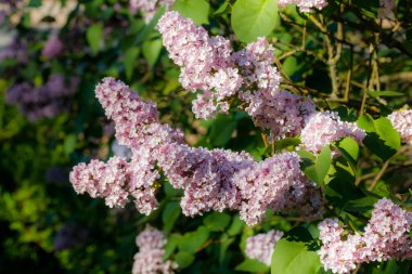 Bahçede açan güzel leylak pembe çiçekler.