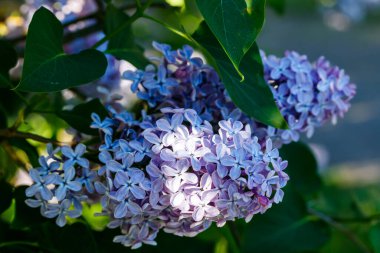 Bahçede açan güzel leylak çiçekleri