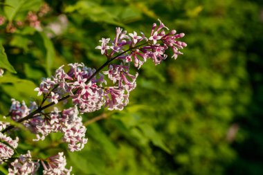 Gün batımında açan güzel leylak pembe çiçekler.