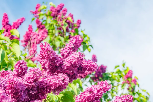 Piękne Fioletowe Kwiaty Lilii Kwitnące Ogrodzie — Zdjęcie stockowe