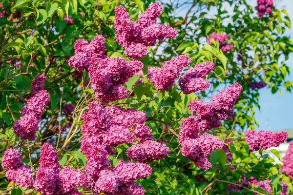 Belles Fleurs Violettes Lilas Fleurissant Dans Jardin — Photo