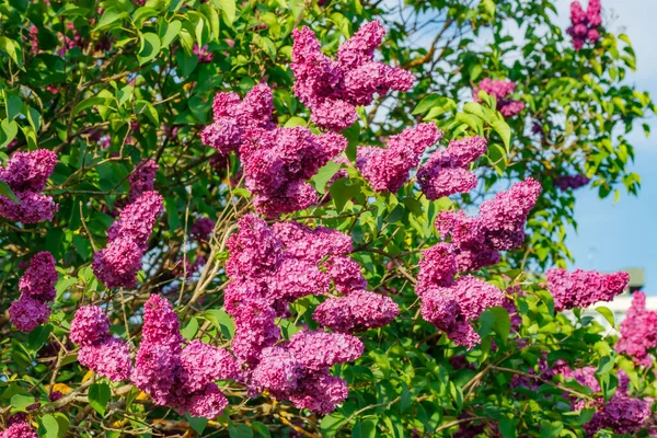 Belles Fleurs Violettes Lilas Fleurissant Dans Jardin — Photo