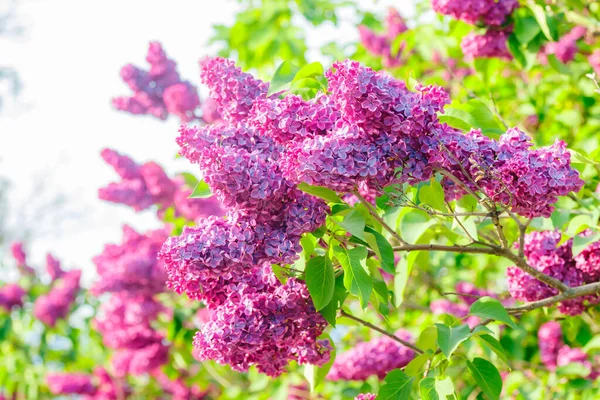 Mooie Lila Paarse Bloemen Bloeien Tuin — Stockfoto