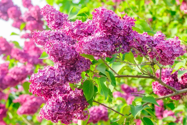 Mooie Lila Paarse Bloemen Bloeien Tuin — Stockfoto