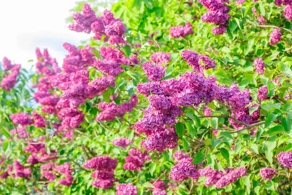 Belles Fleurs Violettes Lilas Fleurissant Dans Jardin — Photo