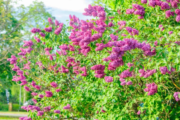 Mooie Lila Paarse Bloemen Bloeien Tuin — Stockfoto