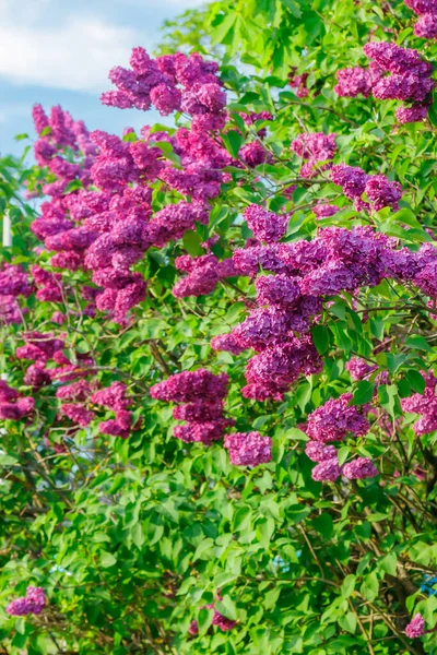 Belles Fleurs Violettes Lilas Fleurissant Dans Jardin — Photo