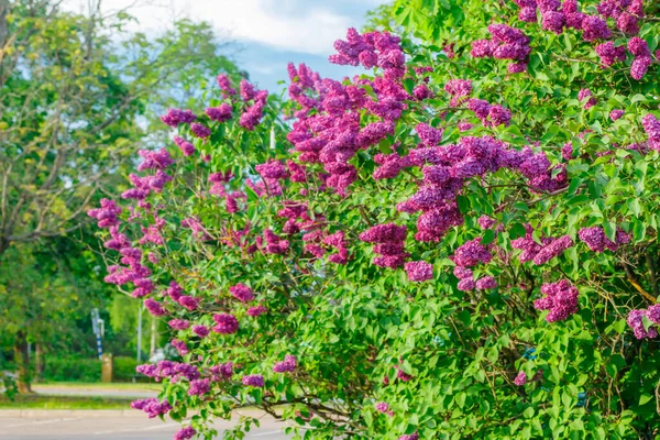 Mooie Lila Paarse Bloemen Bloeien Tuin — Stockfoto