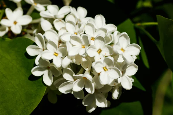 Bahçede açan güzel leylak beyazı çiçekler.