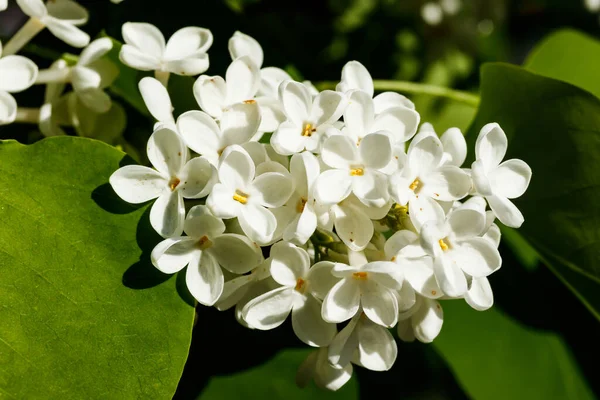 Bahçede açan güzel leylak beyazı çiçekler.