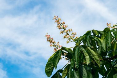 Güneşli yaz mevsiminde çiçek açan güzel kestane ağacı