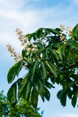 Güneşli yaz mevsiminde çiçek açan güzel kestane ağacı