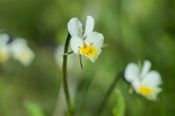 Hermosa Flor Pantalón Blanco Amarillo Jardín Primavera — Foto de Stock