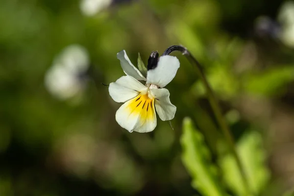 Piękne Biało Żółte Bratki Kwiat Wiosennym Ogrodzie — Zdjęcie stockowe