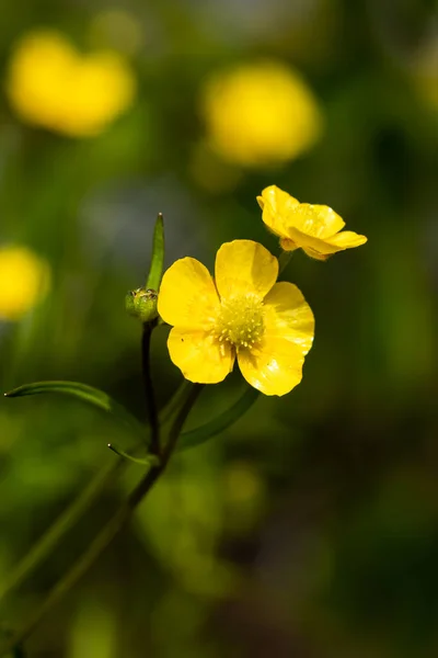 Fechar Amarelo Wildflower Buttercup Pântano Calêndula Com Haste Verde Fundo — Fotografia de Stock