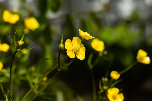 Fechar Amarelo Wildflower Buttercup Pântano Calêndula Com Haste Verde Fundo — Fotografia de Stock